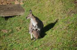 Plancia ëd Macropus rufogriseus banksianus (Quoy & Gaimard 1825)