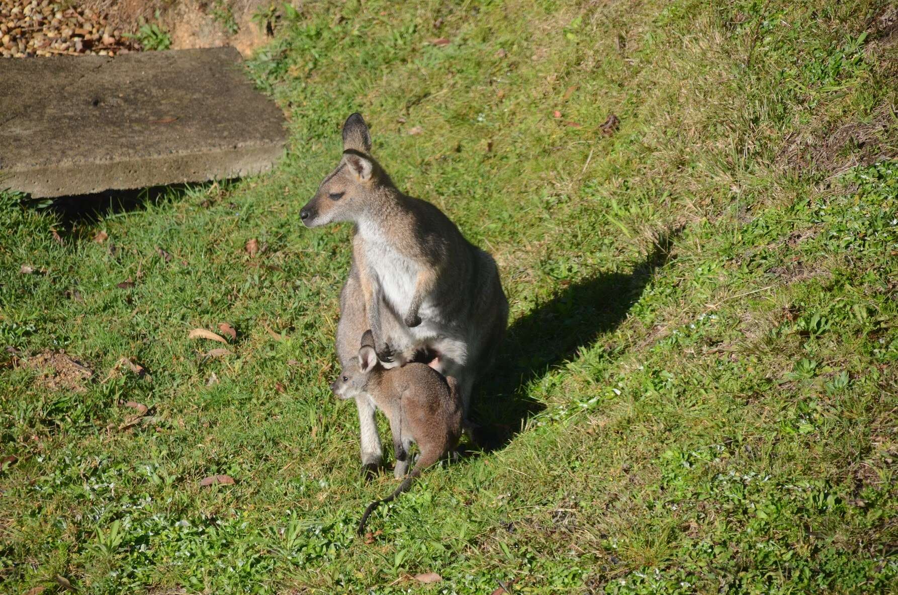 Image of Macropus rufogriseus banksianus (Quoy & Gaimard 1825)