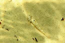 Image of Long finned goby