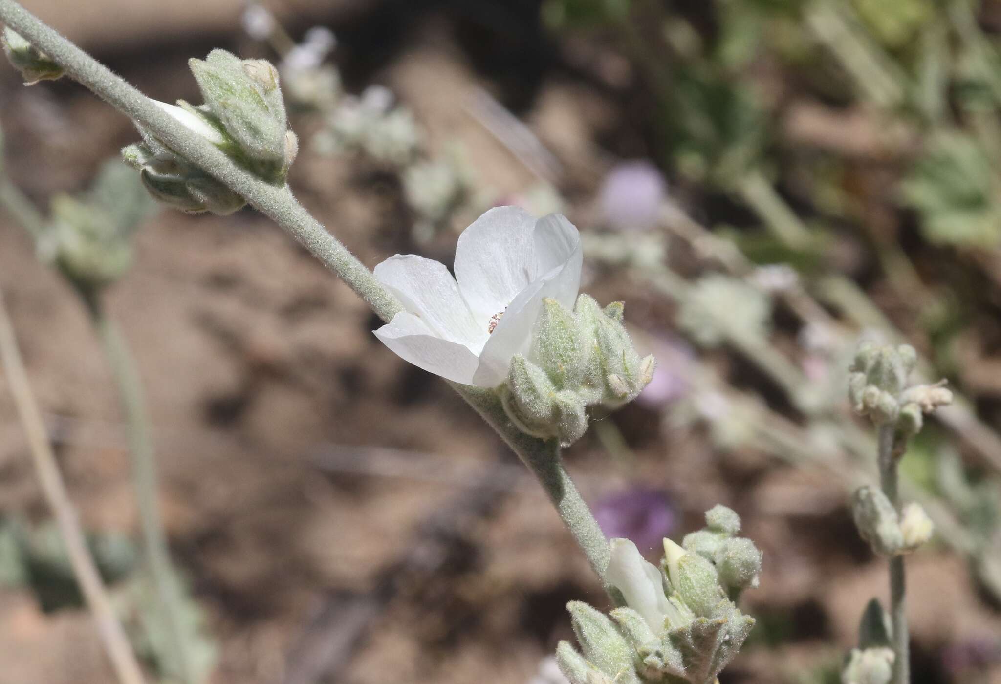 Imagem de Malacothamnus clementinus (Munz & L. M. Johnston) Kearney