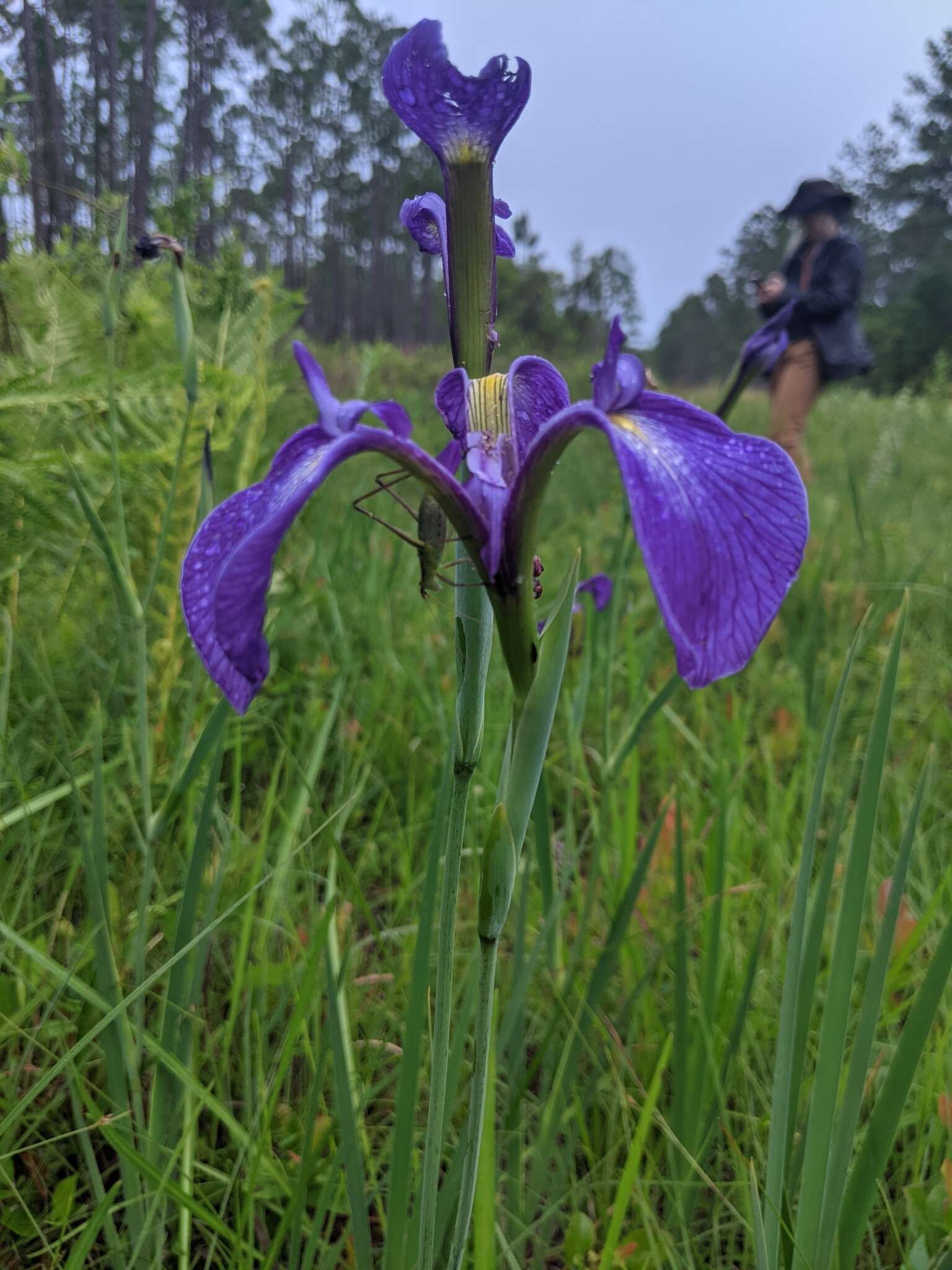 Image of savannah iris