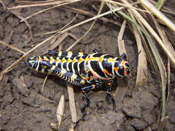 Dactylotum bicolor pictum (Thomas & C. 1870) resmi