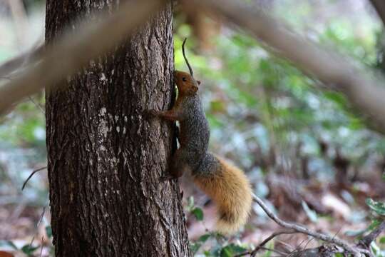 Image of Red Bush Squirrel