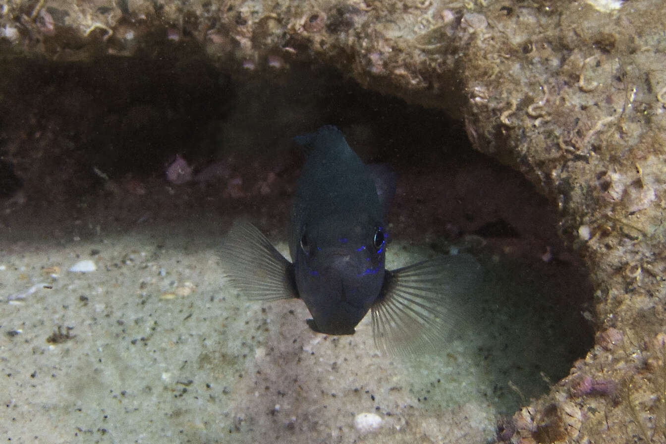 Image of Australian damsel