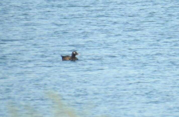 Image of White-winged Scoter