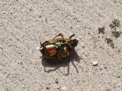 Cotinis nitida (Linnaeus 1764)的图像