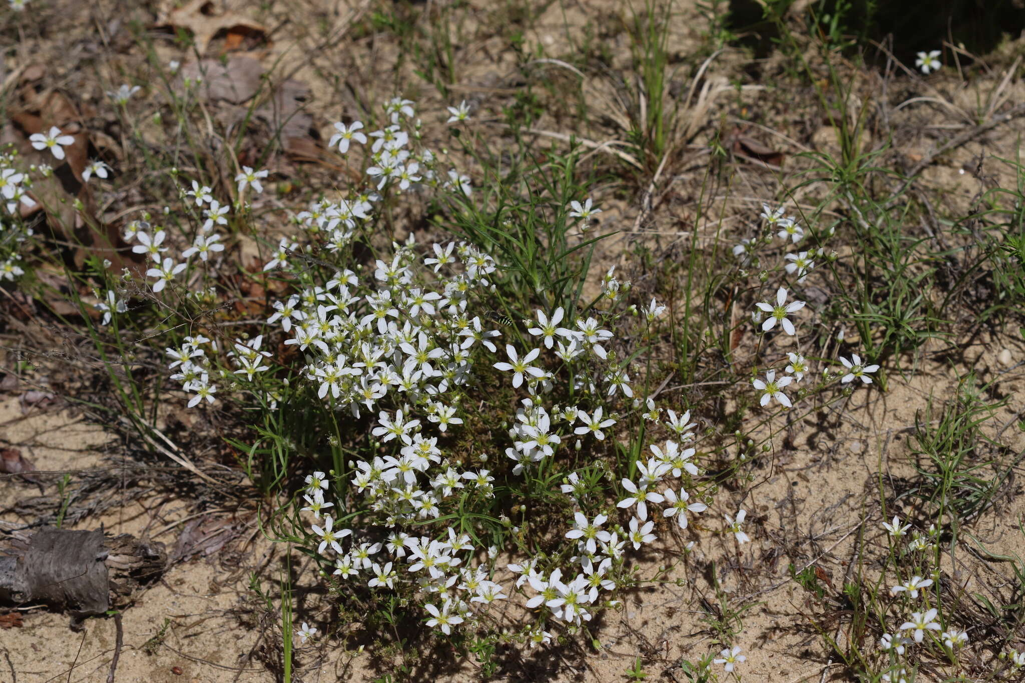 Plancia ëd Mononeuria caroliniana (Walter) Dillenb. & Rabeler