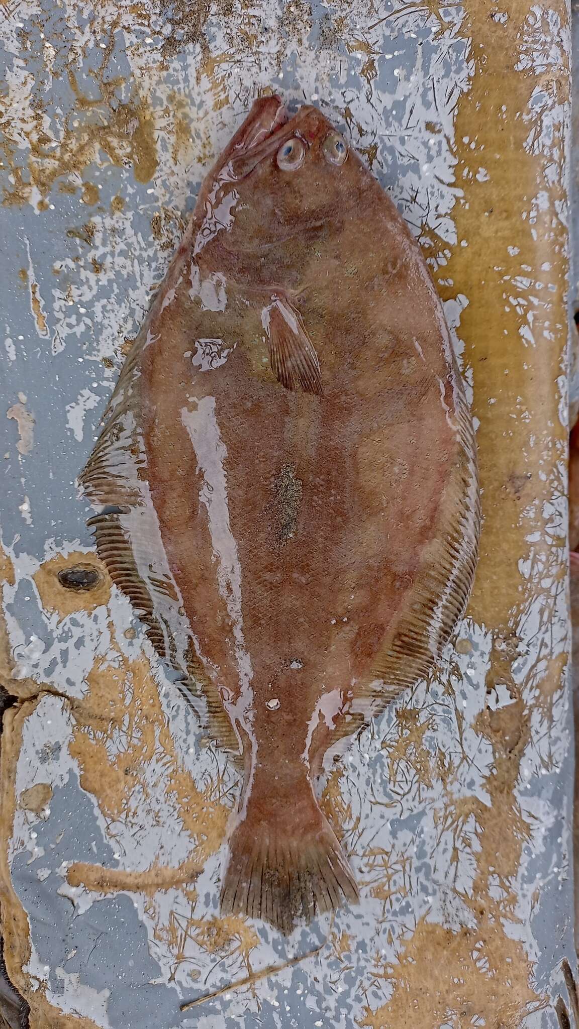 Image of Toothed flounder