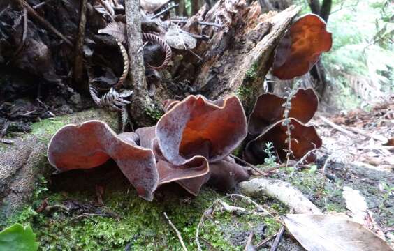 Auricularia cornea Ehrenb. 1820 resmi