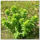 Image of Euphorbia tauricola Prokh.