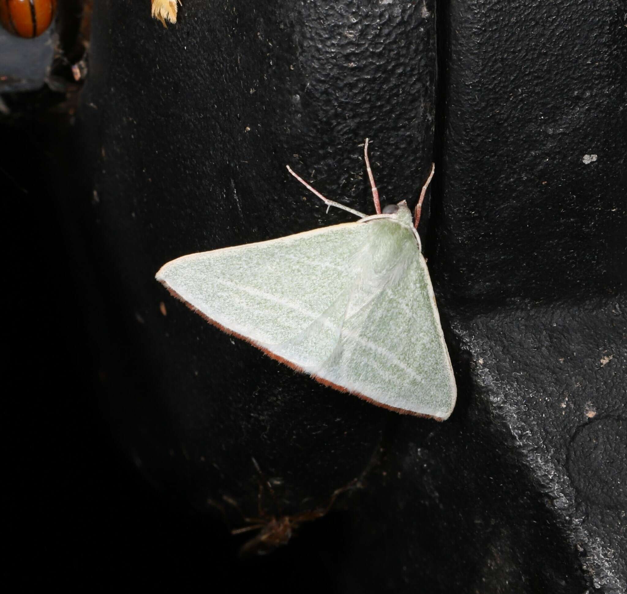 Image of Oenochroma infantilis Prout 1910