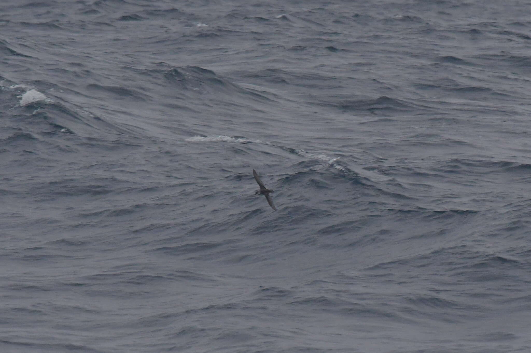 Image of Subantarctic Shearwater