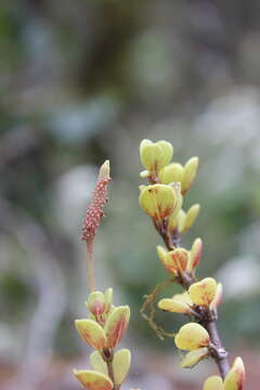 Image of <i>Peperomia edulis</i>