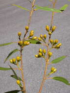 Image of Eucalyptus albida Maiden & Blakely