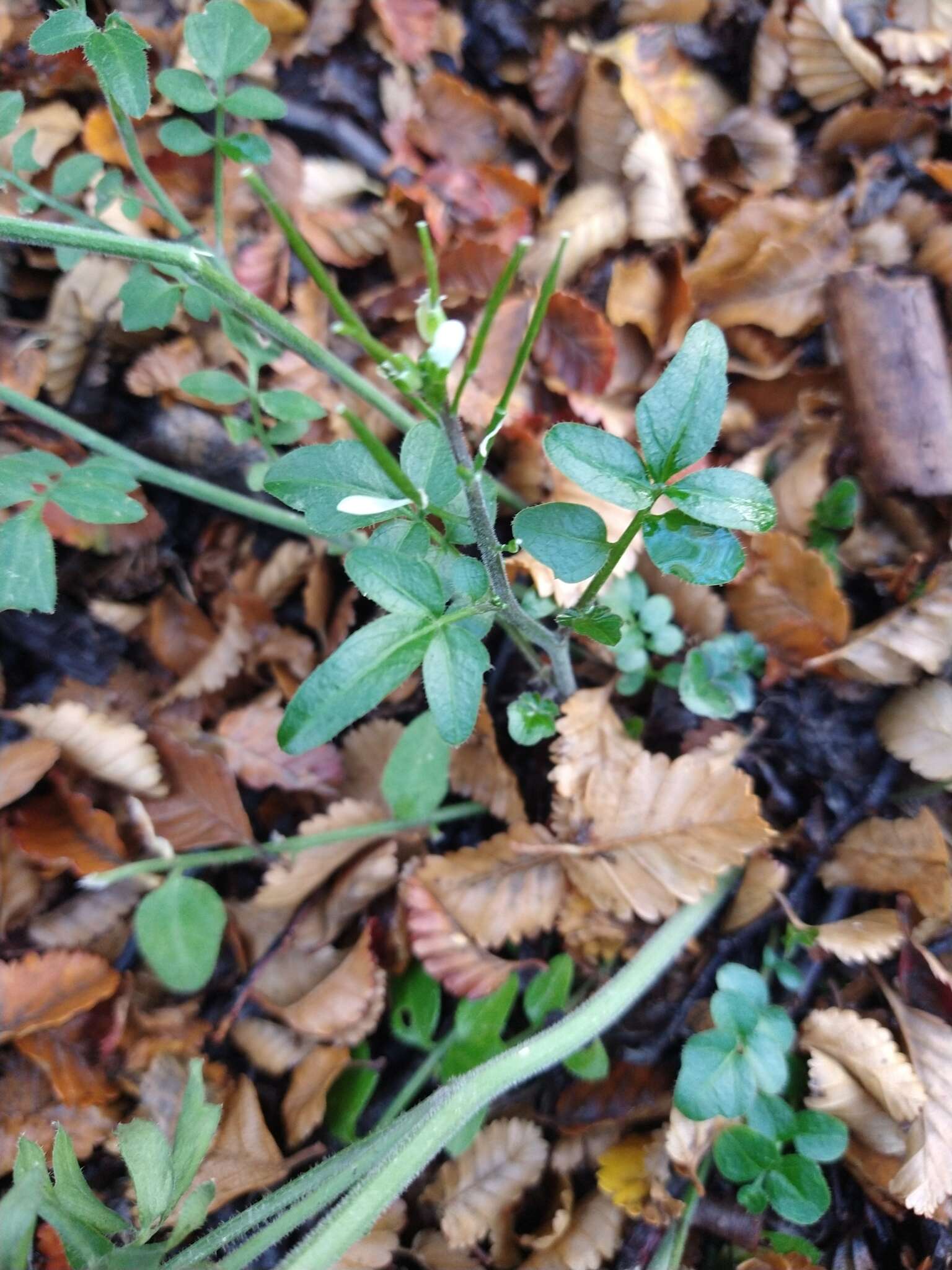 Imagem de Cardamine glacialis (G. Forst.) DC.