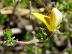 Image of Aspalathus retroflexa subsp. retroflexa