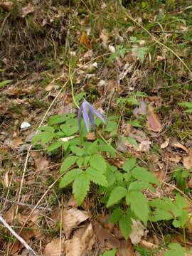 Imagem de Clematis alpina (L.) Miller