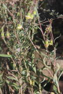 Image of Senecio brevilorus Hilliard