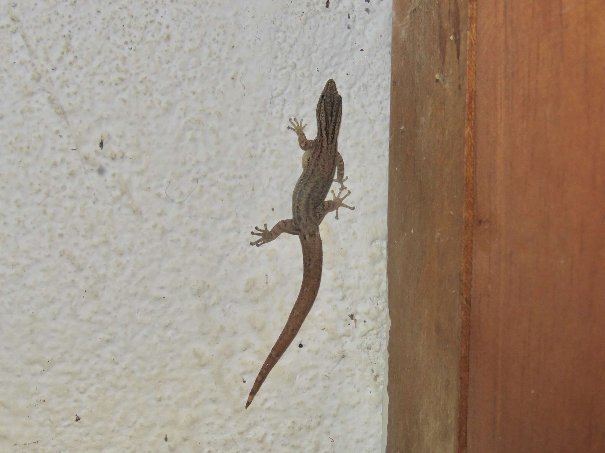 Image of Costa Rica Least GeckO