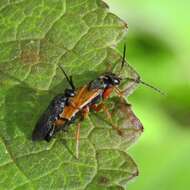 صورة Epipompilus insularis Kohl 1885