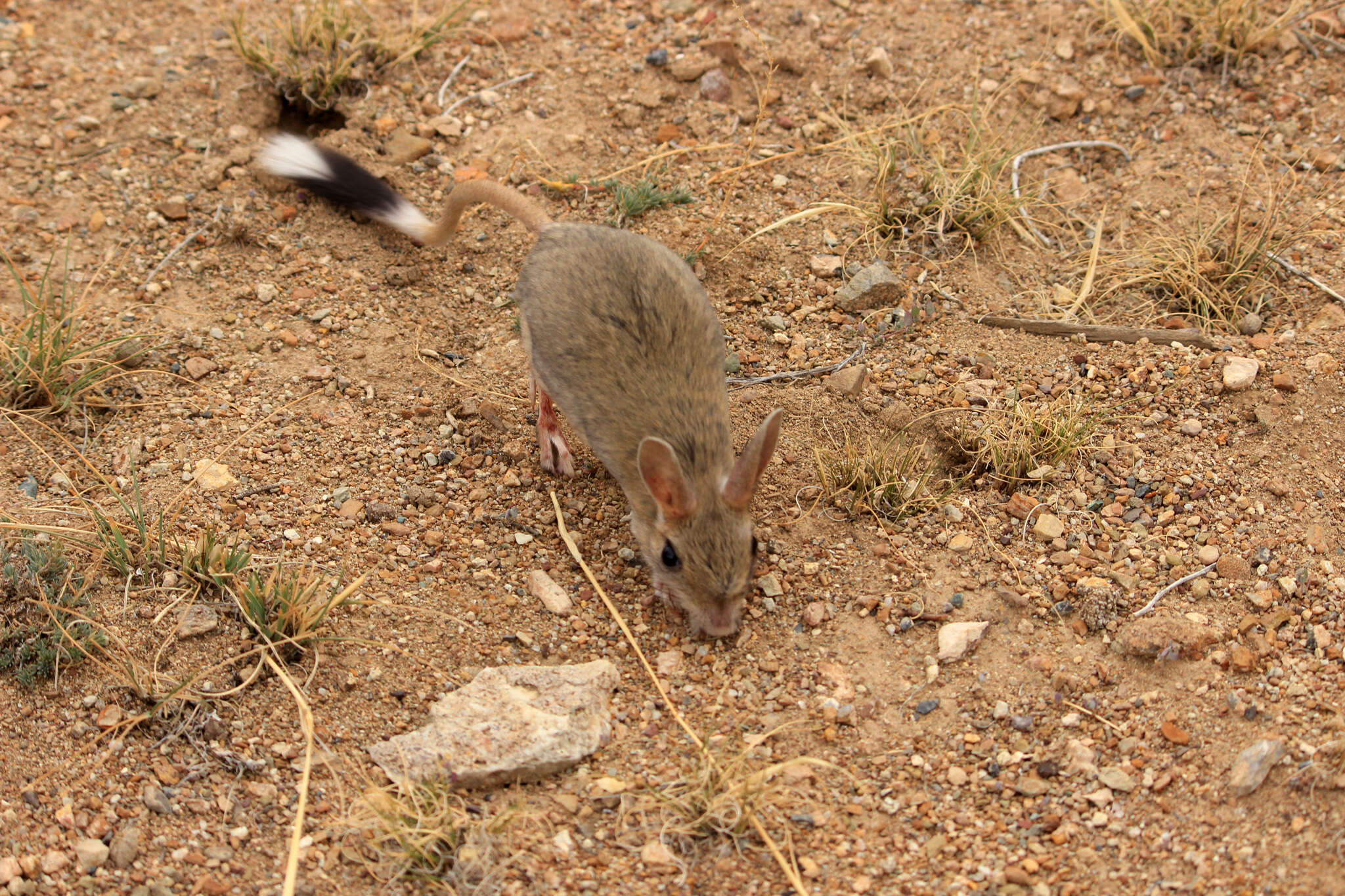 Image of Mongolian Five-toed Jerboa