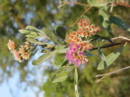 Image of Tessaria integrifolia Ruiz & Pav.