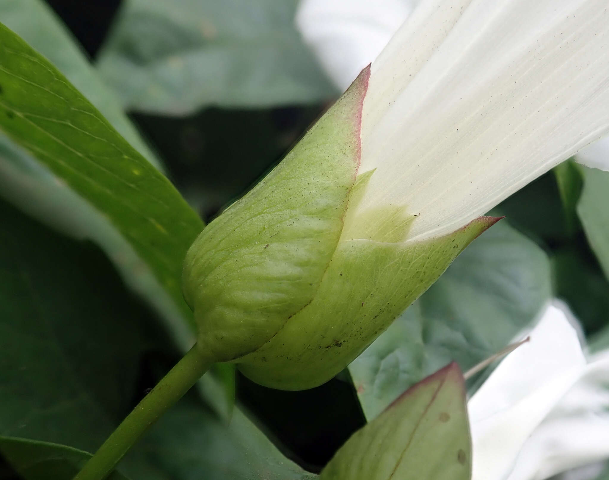 Image de Calystegia silvatica subsp. disjuncta R. K. Brummitt