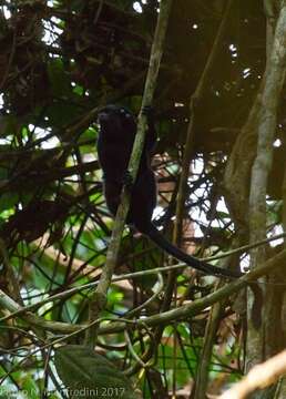 Image of Black Tamarin