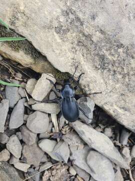 Imagem de Carabus (Megodontus) violaceus picenus A. & G. B. Villa 1838