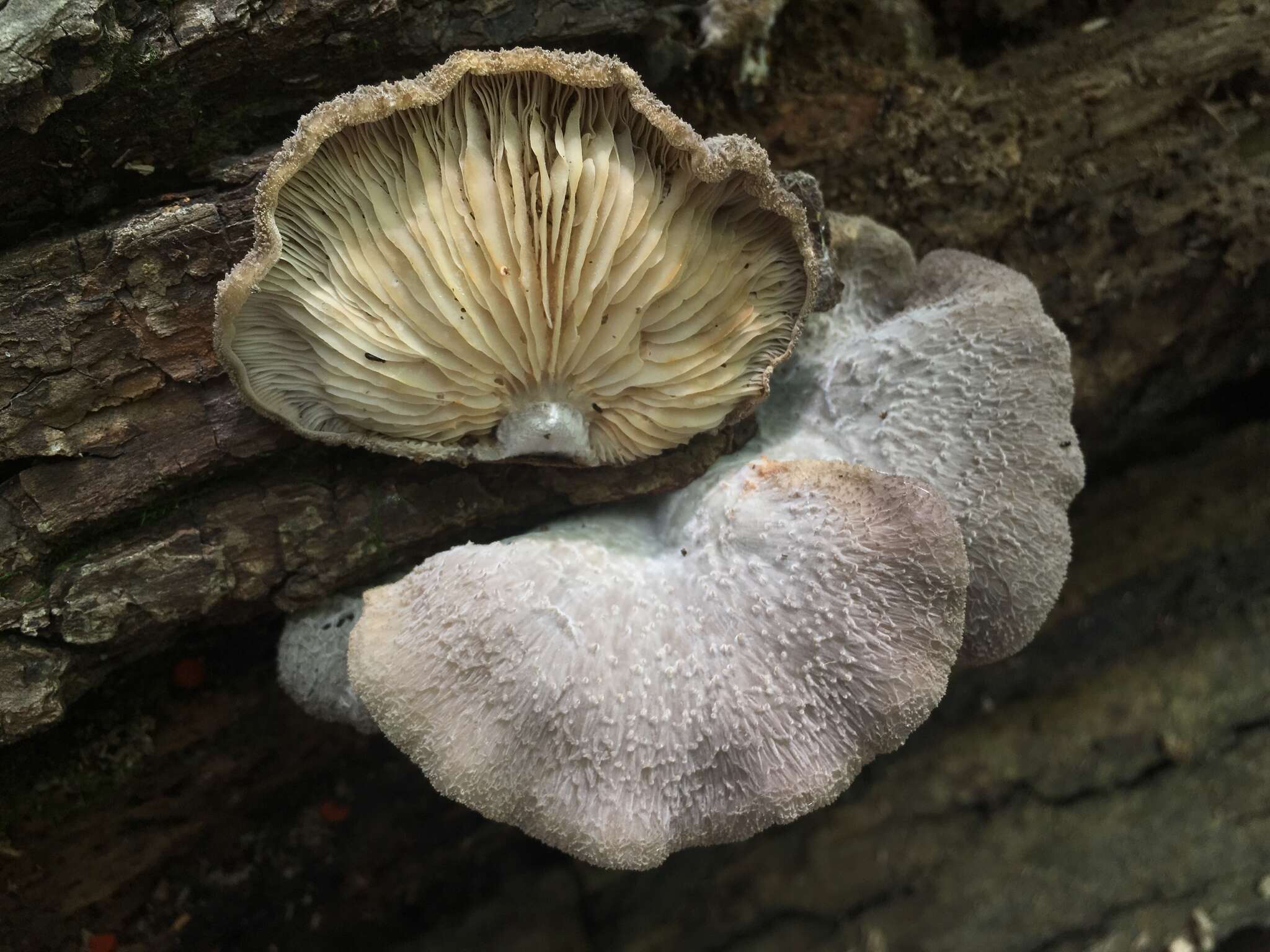 Hohenbuehelia mastrucata (Fr.) Singer 1951 resmi