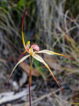 Image of Tawny spider orchid