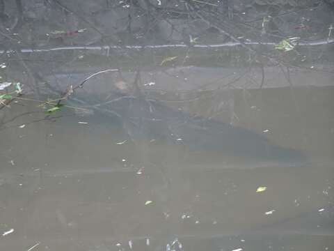 Image of African Catfish