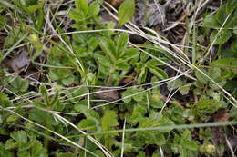 Imagem de Potentilla stolonifera Lehm. ex Ledeb.