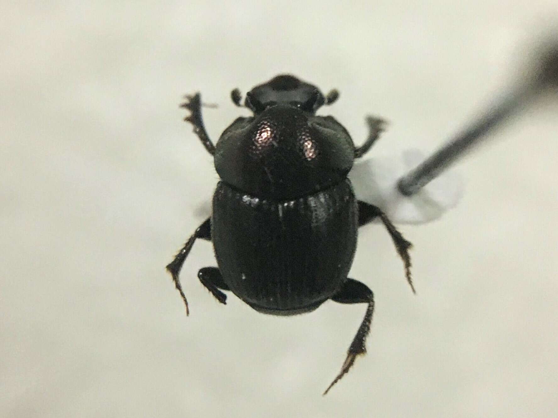 Sivun Onthophagus striatulus (Palisot de Beauvois 1809) kuva