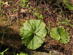 Слика од Begonia monophylla Pav. ex A. DC.