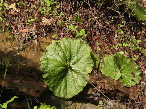 Image of Begonia monophylla Pav. ex A. DC.