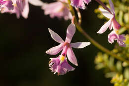 Слика од Epidendrum calanthum Rchb. fil. & Warsz.