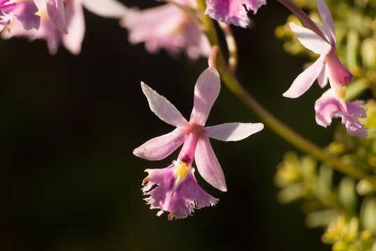 Image of Epidendrum calanthum Rchb. fil. & Warsz.