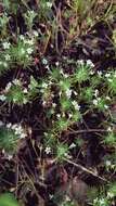 Image de Navarretia intertexta subsp. propinqua (Suksd.) A. G. Day