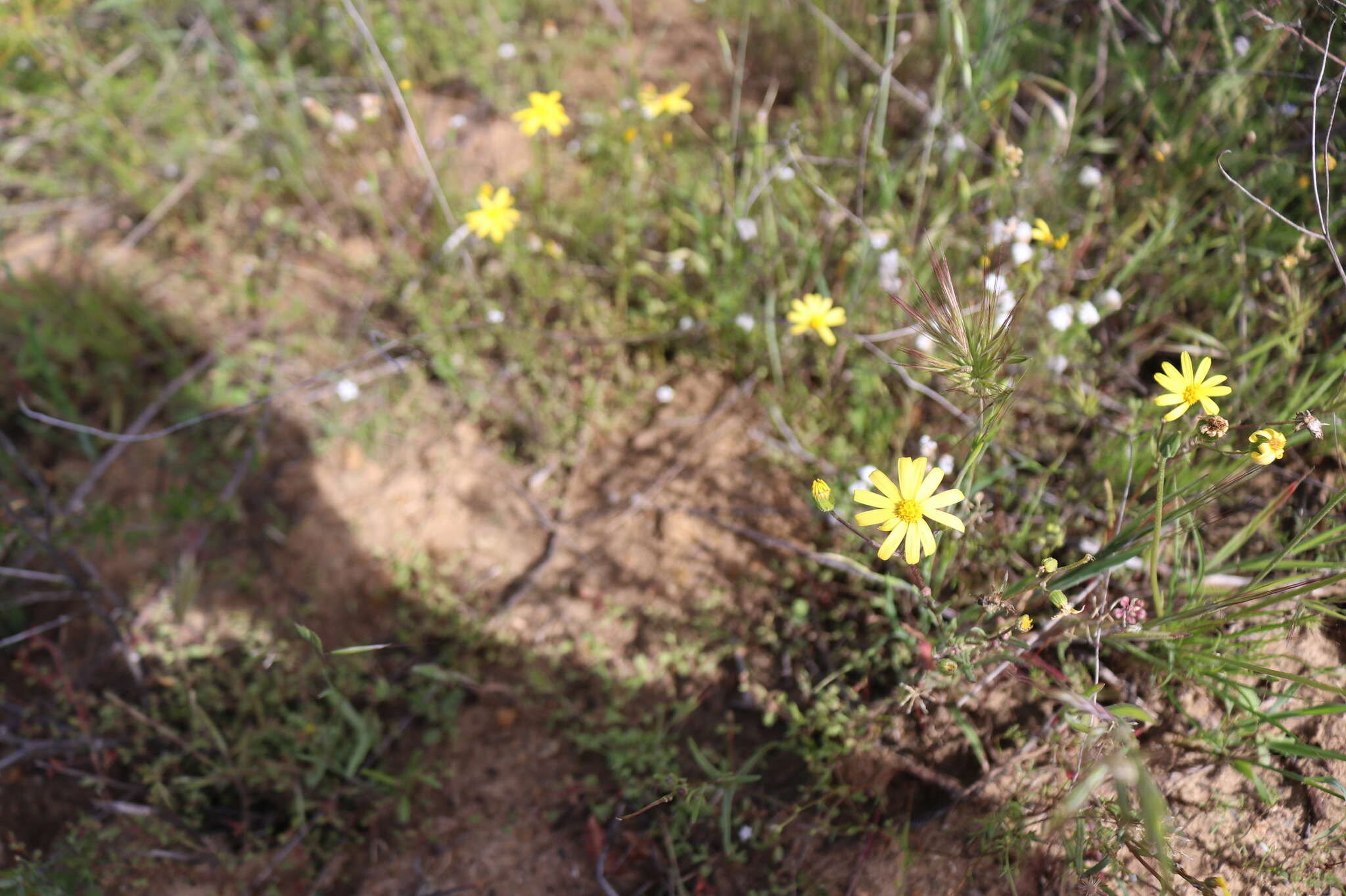 Image of California ragwort