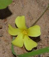 Image of Oxalis copiosa F. Bolus