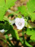 Imagem de Geranium seemannii Peyr.