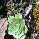 Imagem de Echeveria longissima Walther