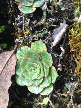 Image of Echeveria longissima Walther