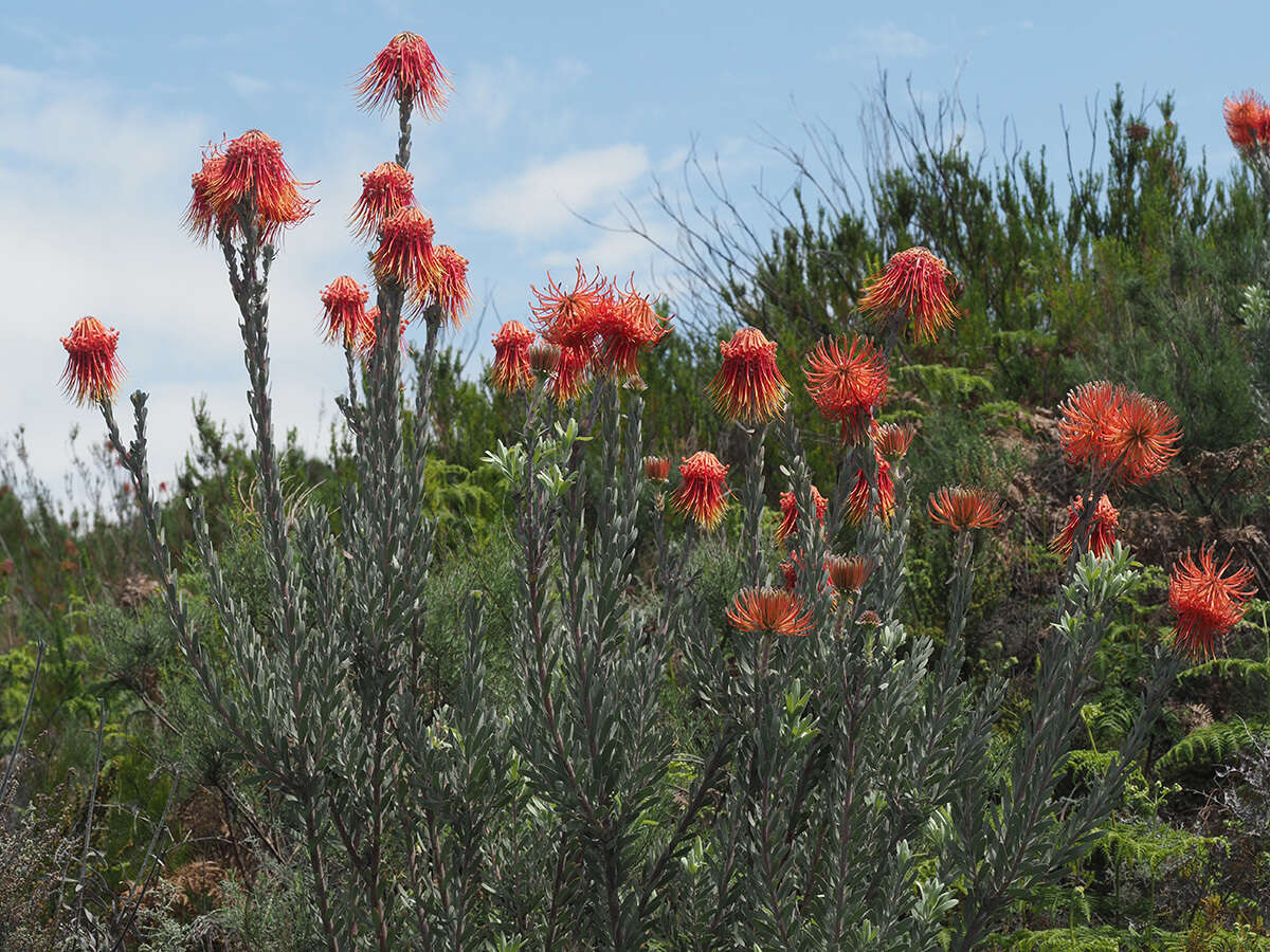 Sivun Leucospermum reflexum Buek ex Meissn. kuva