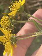 Image of Schweinitz's sunflower