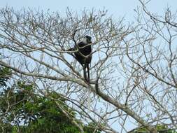 Imagem de Colobus angolensis Sclater 1860