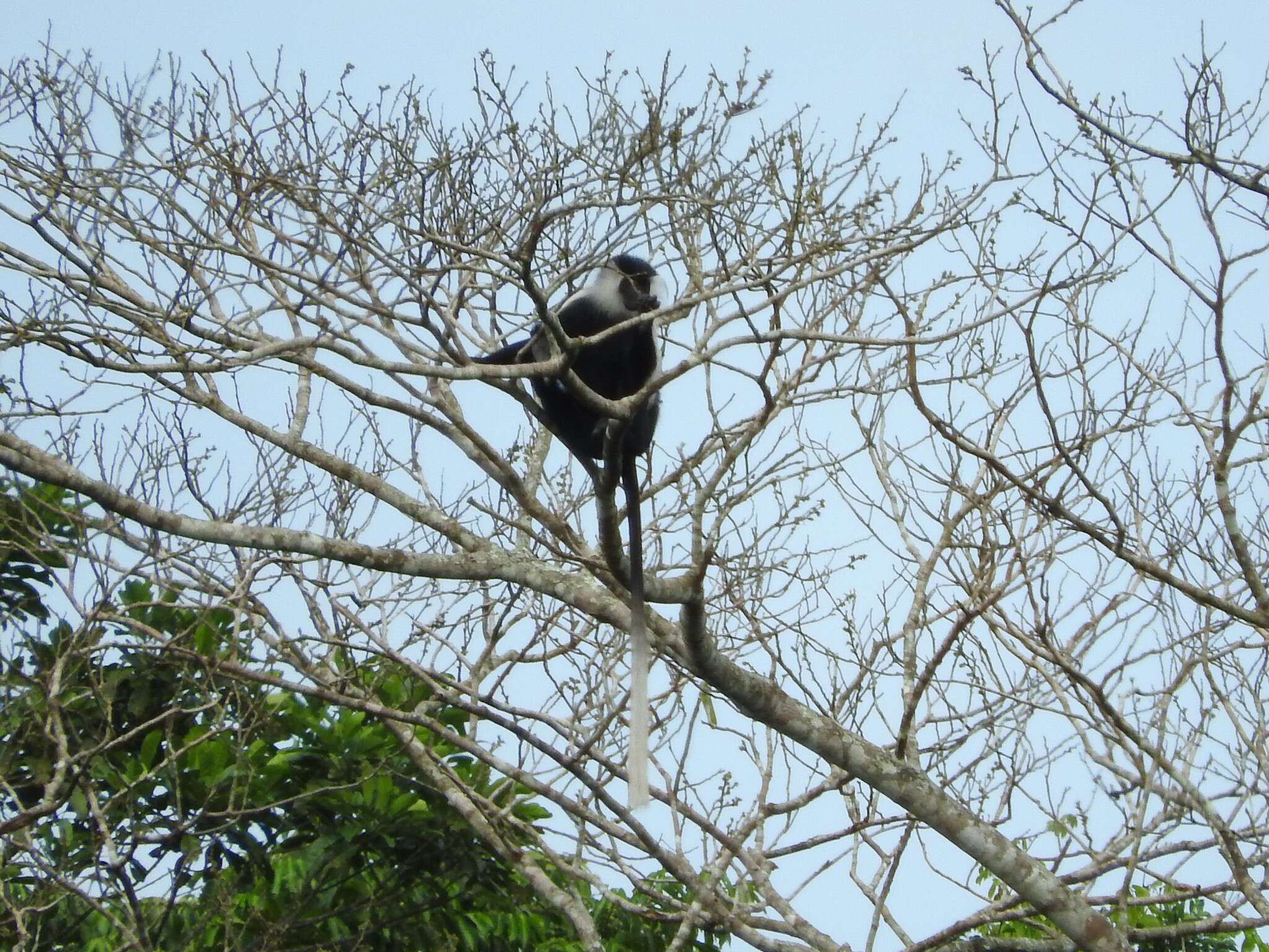 Imagem de Colobus angolensis Sclater 1860