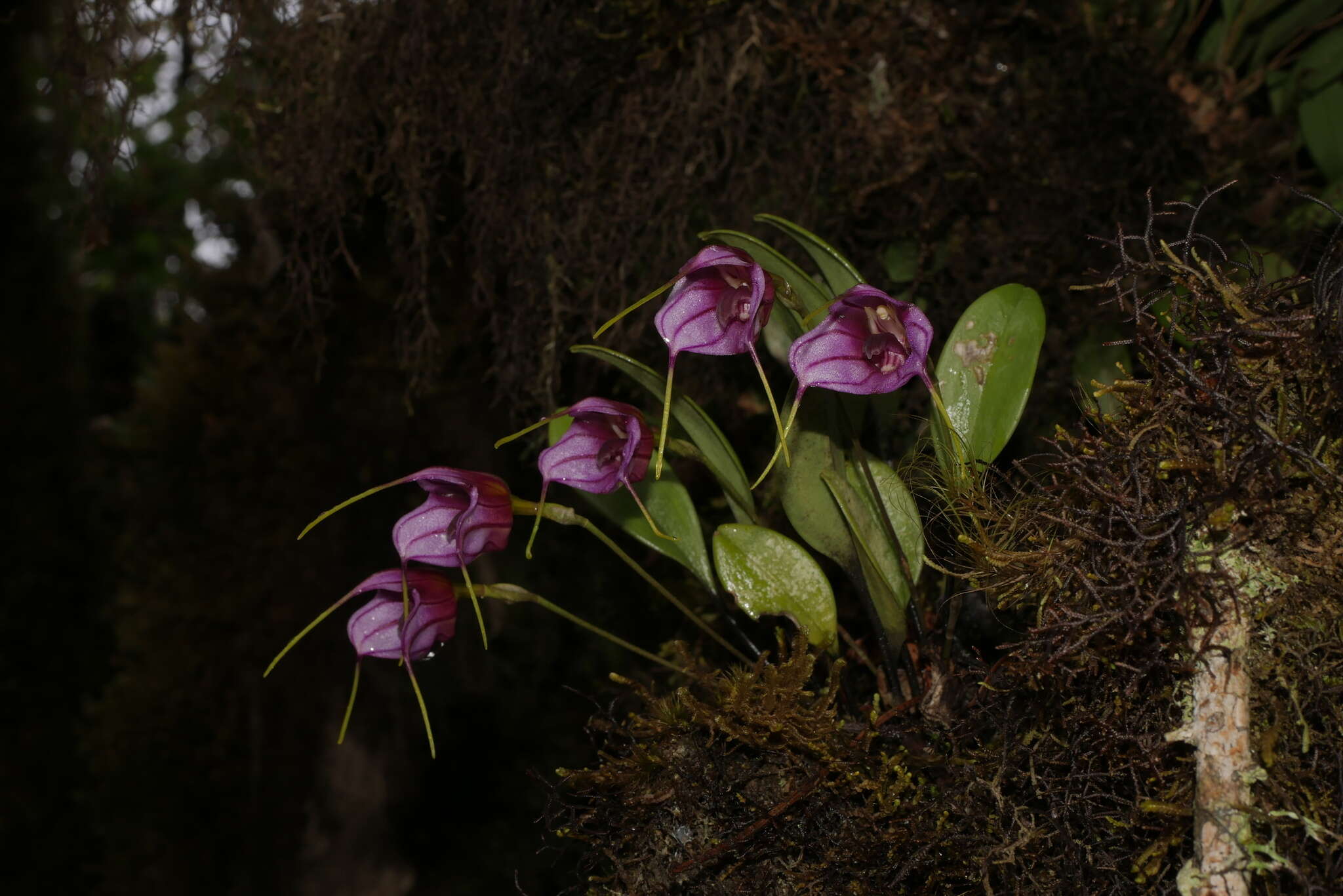 Plancia ëd Masdevallia yungasensis T. Hashim.