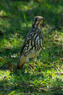 Plancia ëd Turdus litsitsirupa (Smith & A 1836)